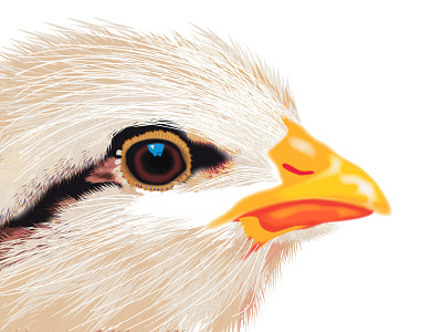 cockerel chicken cockerel creative design graphic design illustration illustrator vector