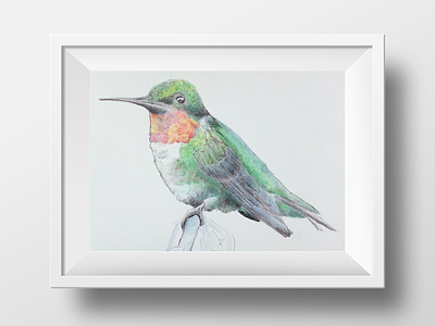 Ruby-Throated Hummingbird in Color Pencil bird illustration colorpencil commission drawing hikeanddraw illustration nature