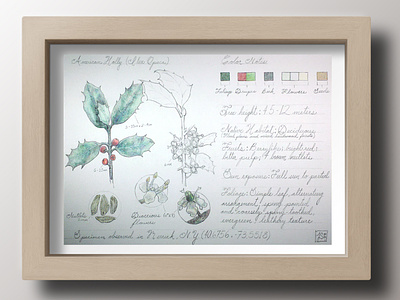 American Holly Botanical Illustration