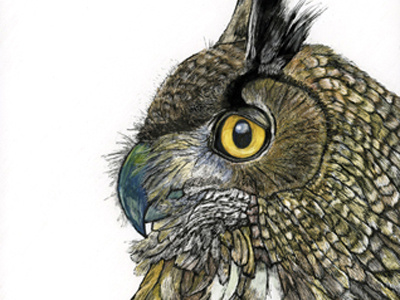 Great Horned Owl aquabord birds birdsofprey feathers owl scratchboard watercolor