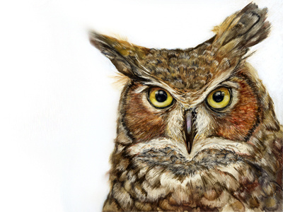 Owl Eyes aqua board aquabord birds of prey feathers fine art illustration owl watercolor