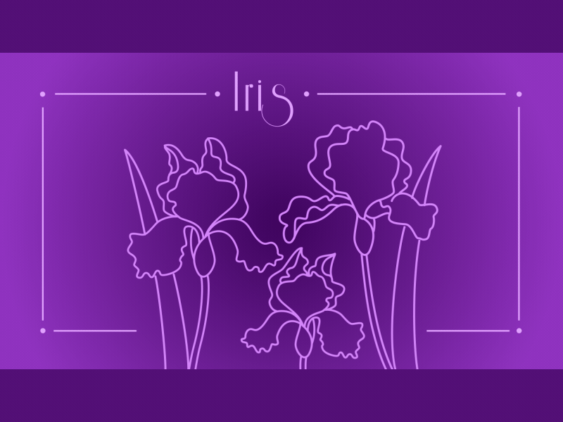 Iris flower animation animated animation flower illustration iris motion trim path vector