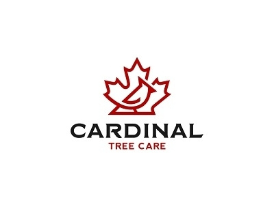 Cardinal Tree Care abstract art bird canada cardinal design leaf line logo maple icon