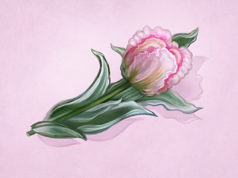 Spring Flower 2 photoshop painting illustration icon handmade hand drawn flowers drawing digital painting design pink art