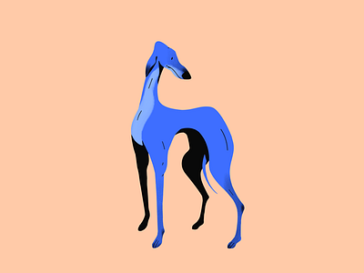 Greyhound dog greyhound