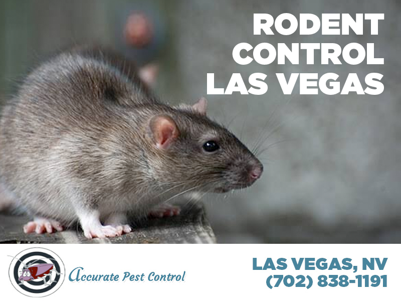 Rodent Control Las Vegas by accuratepestcontrolnv on Dribbble