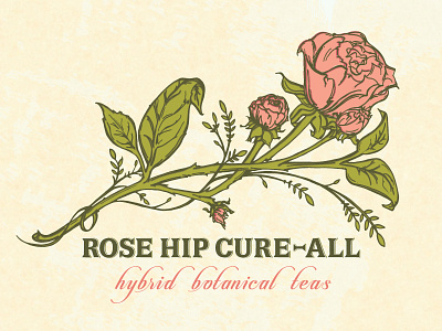 rose hip cure-all_alternate branding floral hand drawn illustration logo rose rose hip
