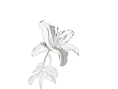 𝐹𝓁𝑜𝒶𝓉𝒾𝓃𝑔 botanical botanical line drawing illustration minimalist modern florals neutrals pattern design