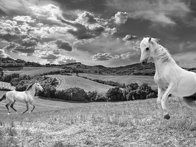 Freedom black freedom horse horses landscape mare nature white