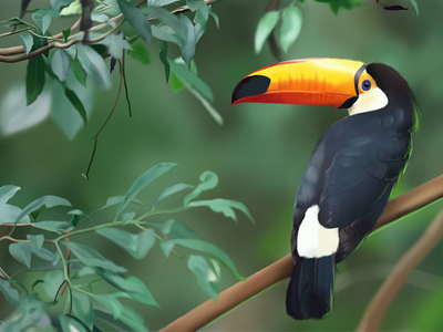 Toucan