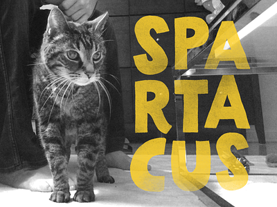 Spartacus cat handlettering handtype letter lettering letters type typography