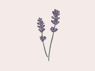 Lavendar