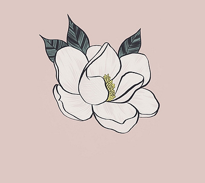 Magnolia botanical design drawing floral art flower illustration ipadpro procreate vector