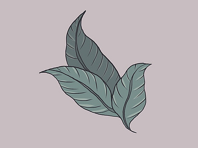Tobacco botanical design drawing flower illustration indigenous ipadpro leaves procreate vector