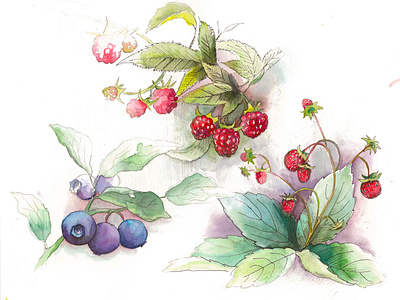 Sweet Berries watercolor aquarelle art branding floral flowers illustration paint watercolor illustration watercolors watercolour