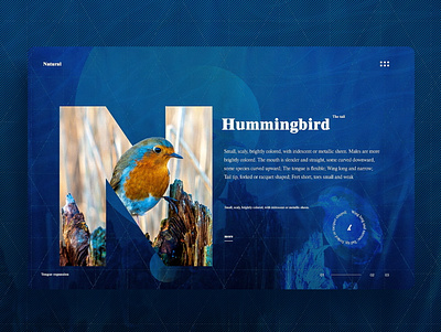 Hummingbird webdesign