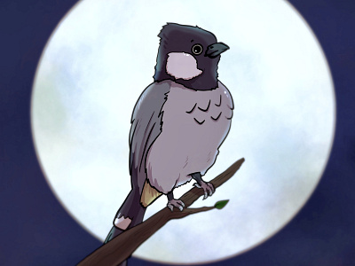 Bulbul Bird in the Moonlight bird cartoon commissions cool cute pet