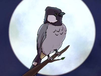 Bulbul Bird in the Moonlight