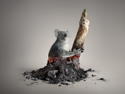 WWF - Australia 3d 3d art advertising australia b3d blaze blender blender3d cg cgart cgi coal fire fur illustration koala lighting photogrammetry photoshop shading