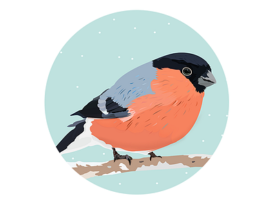 Winter Birds bird card christmas colors details flat illustration illustrator snow vector winter