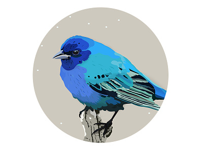 Winter Birds - blue blue card christmas colors design details flat graphic design illustration snow vector winter