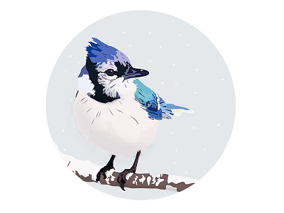 Winter Birds - White bird blue card christmas colors details illustration illustrator snow vector white winter