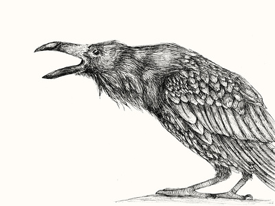 Raven Study animal artwork bird drawing illustration ink ink illustration micron pen raven spot illustration study traditional illustration