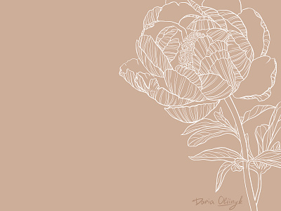 Peony illustration