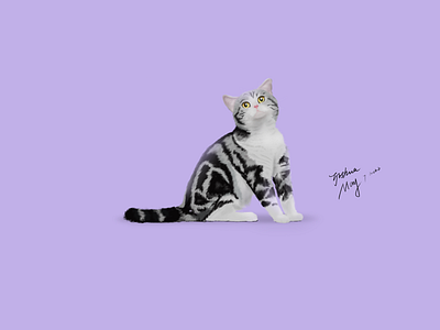 CAT animal cat illustration impasto practice photoshops