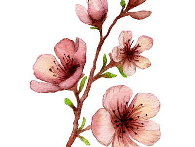 Cherry Blossom botanical watercolor