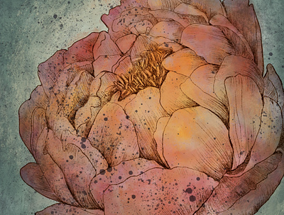 Peony botanical design digital floral watercolor