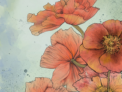 Poppies botanical floral illustration watercolor