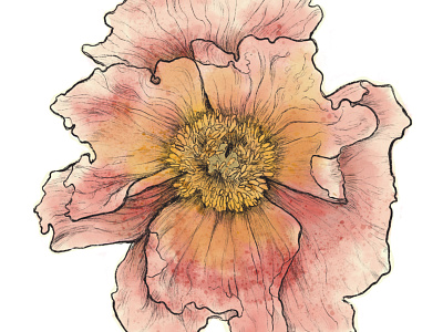 Poppy botanical digital floral illustration watercolor