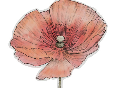 Peony sticker botanical digital floral illustration watercolor