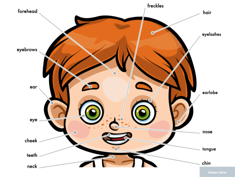 My Head Parts For A Boy Cartoon Visual Dictionary For Children By
