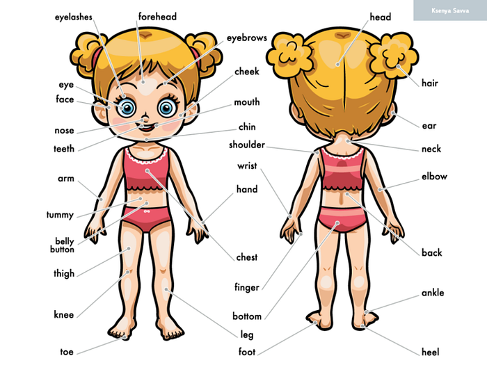 My Body Parts For A Girl, Cartoon Visual Dictionary For Children By 