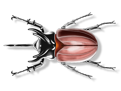 Oryctes nasicornis