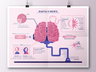 Infographic about brains