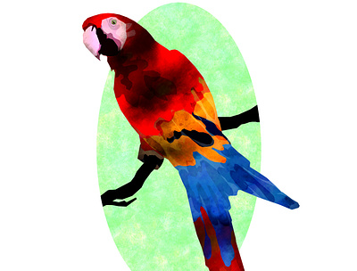 Parrot art collage design digital illustration parrot pet portrait watercolour