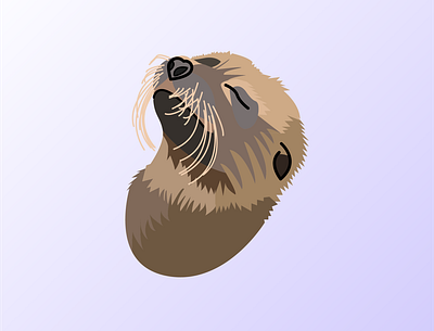 baby sea lion adobe art design illustration illustration art illustrator ui vector