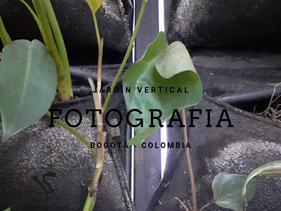 fotografia jardin