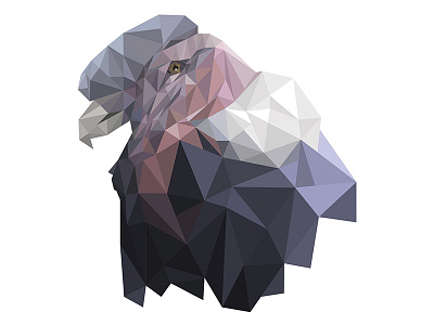 Condor condor polygon