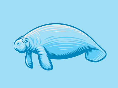 Manatee Illustration floaty potato florida mammal manatee ocean sea water wildlife zoo