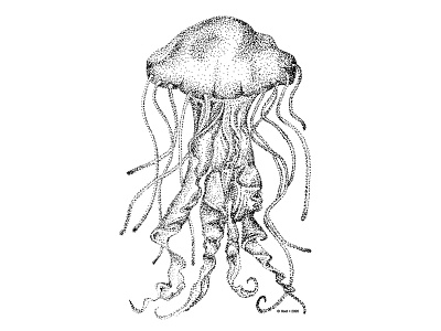 Jellyfish Illustration