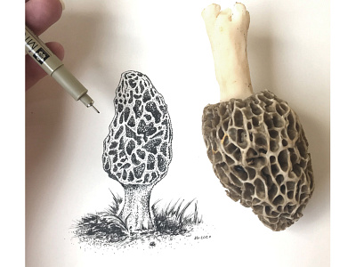 Morel mushroom botanical earth earthy edible foraging grown home grown illustrator morel mushroom nature nature illustration natutral organic organics pen and ink shroom wild wilderness wildlife