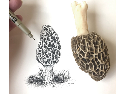 Morel mushroom botanical earth earthy edible foraging grown home grown illustrator morel mushroom nature nature illustration natutral organic organics pen and ink shroom wild wilderness wildlife