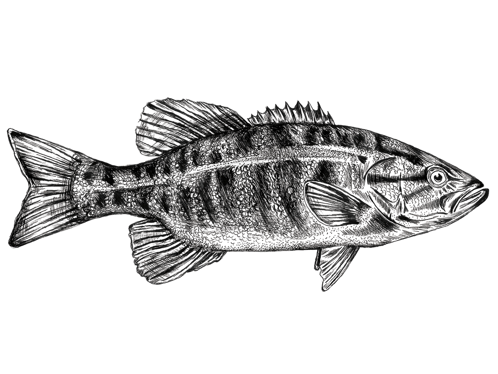 Pen and ink smallmouth bass drawing by Jen Borror