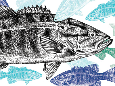 Fish Art for beer label