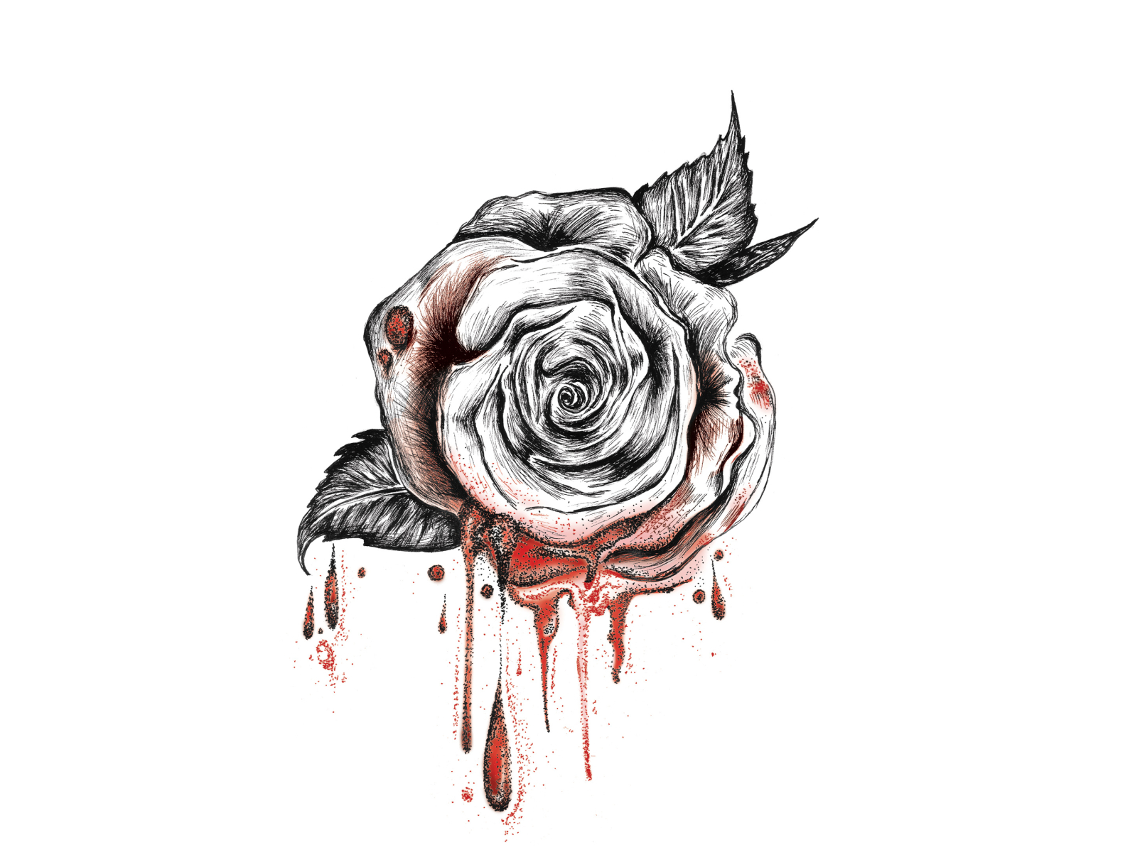 bleeding white rose drawing