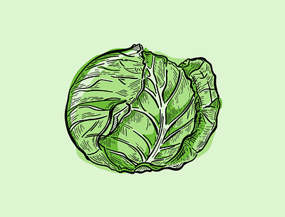 Lettuce Illustration cooking design drawing etching food hand drawn head healthy illustration illustration art illustrator lettuce line art organic simple simple art style vegetable veggie vintage style